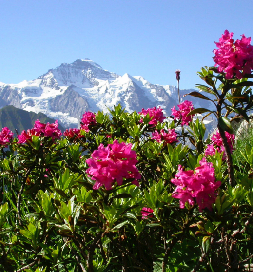 Alpenrose flower photo